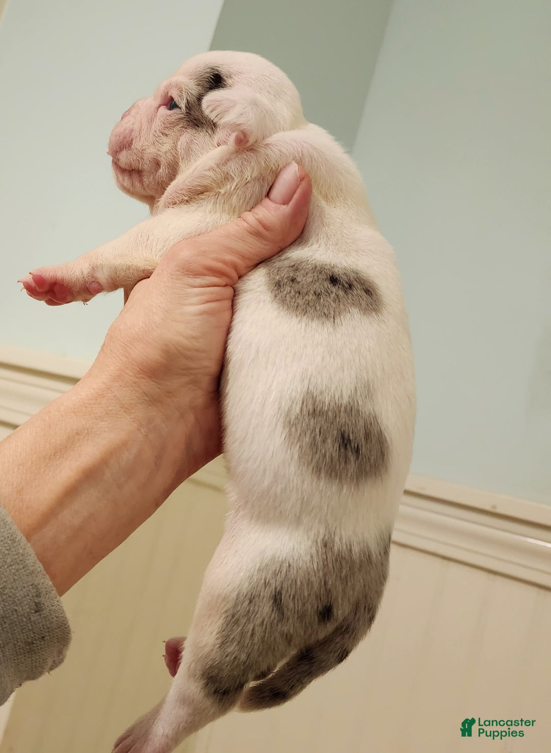 Olde English Bulldogge dogs for sale: Sweetie - Image 1