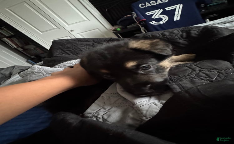 German Shepherd dogs - Advert 27