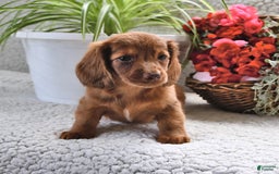 Miniature Dachshund dogs for sale: Sparkle - Image 4