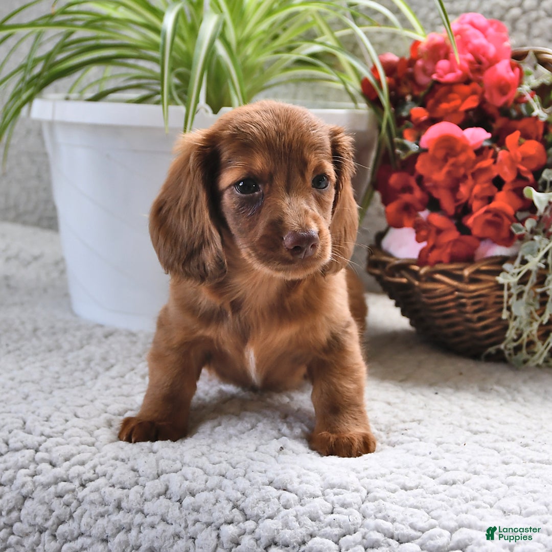 Miniature Dachshund dogs for sale: Sparkle - Image 4