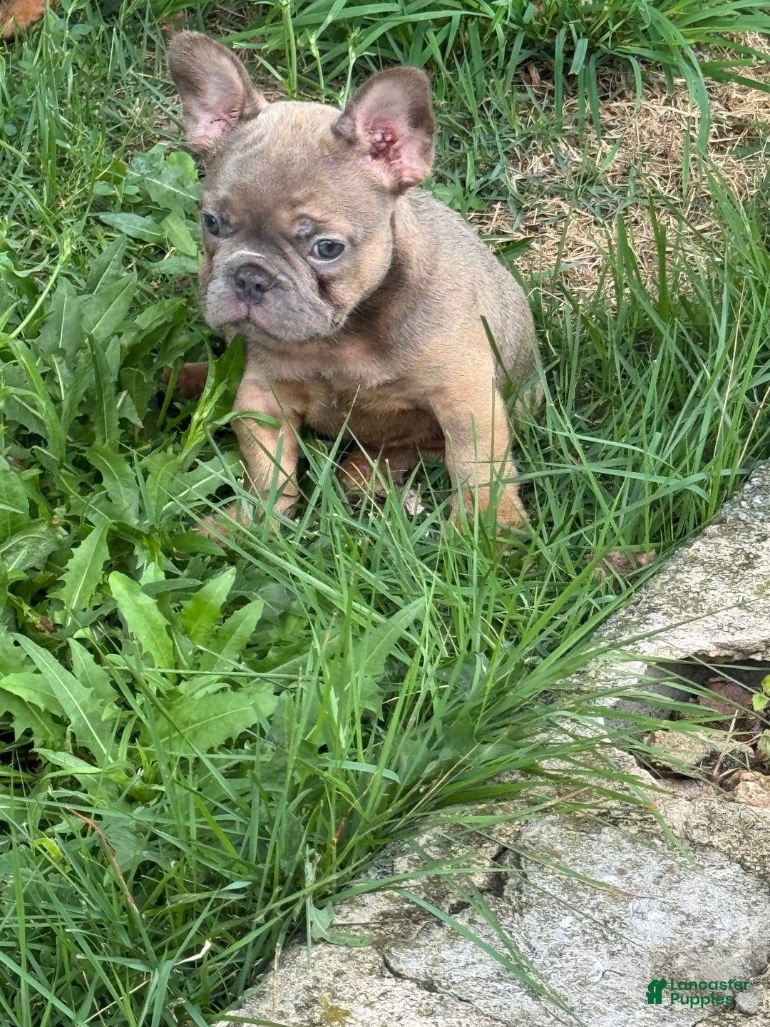 French Bulldog dogs for sale: Bill - Image 1