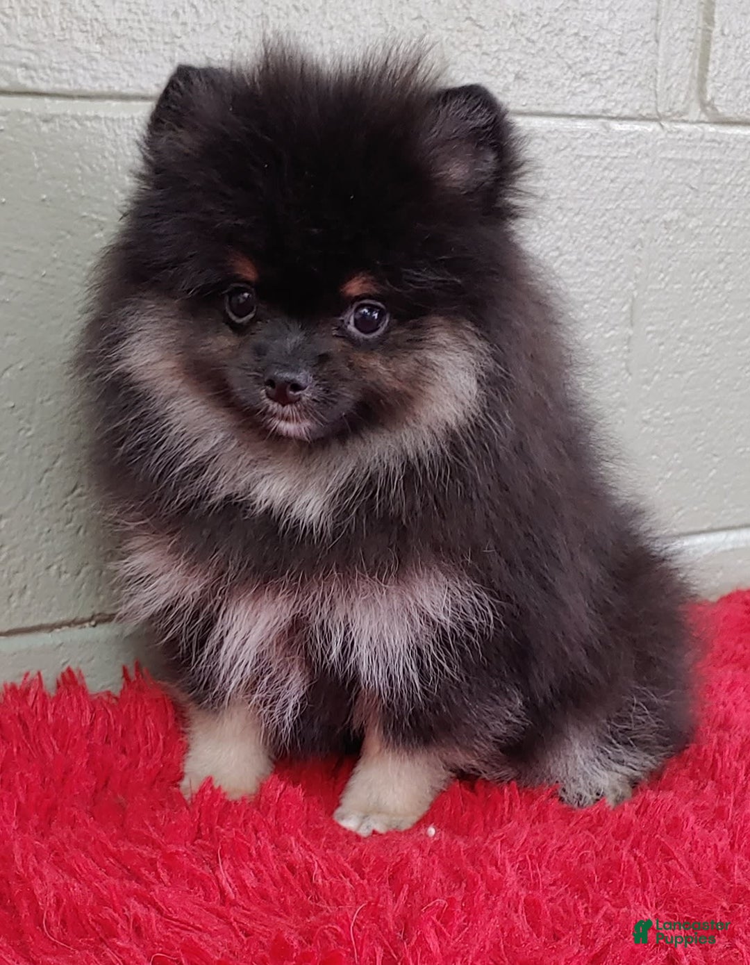 Pomeranian dogs for sale: Danny - Image 4