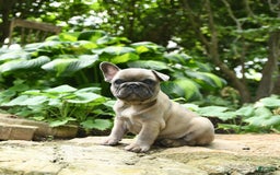 French Bulldog dogs for sale: Meadow - Image 3