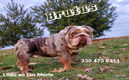 Beabull dogs for sale: Clint - Image 16