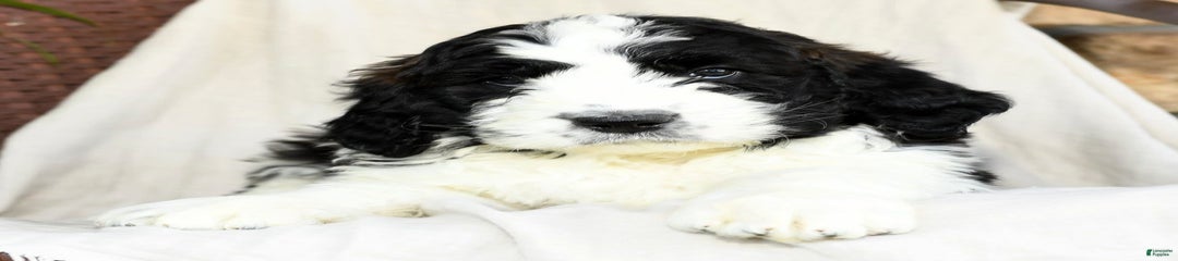 Toby