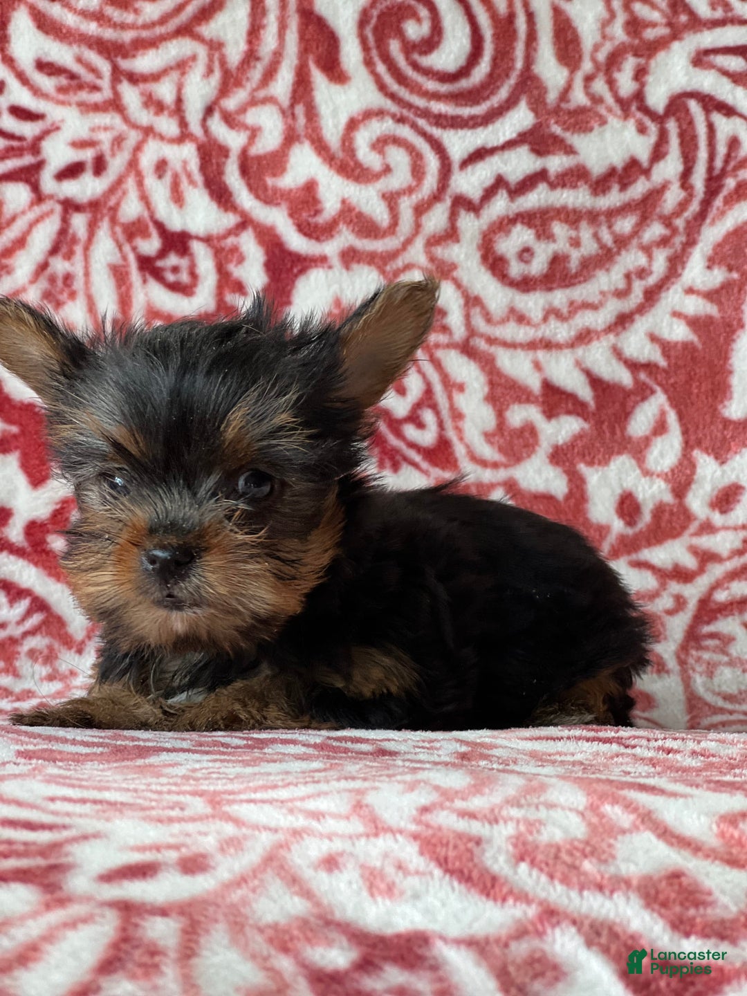 Yorkshire Terrier dogs for sale: Jolina - Image 2