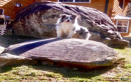 Border Collie dogs for sale: Slick - Image 6