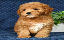 Cockapoo dogs for sale: Douglas - Image 1