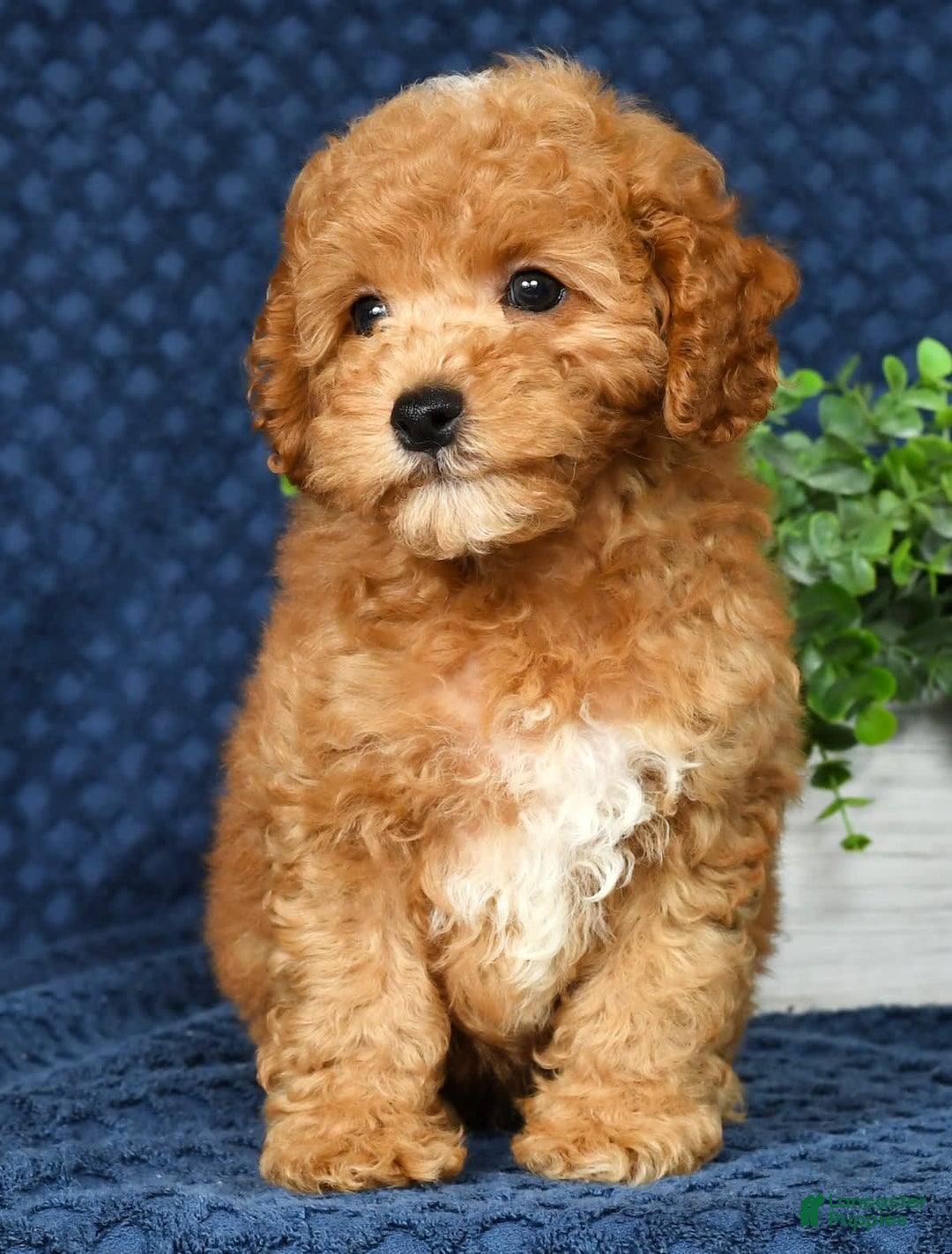 Cockapoo dogs for sale: Douglas - Image 1