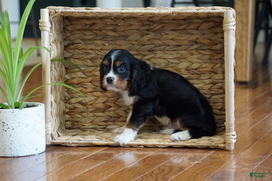 Cavalier King Charles Spaniel dogs for sale: Dylan - Image 8