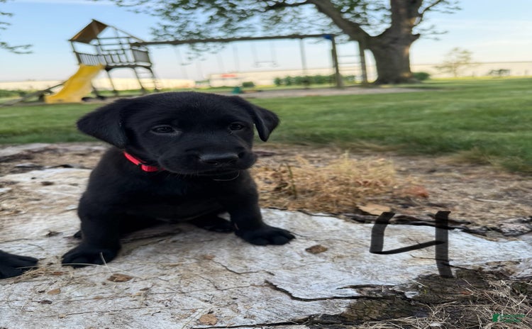 Labrador Retriever dogs for sale - Ad 4