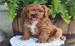 Cavapoo dogs for sale: Bennie - Image 1