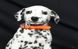Dalmatian dogs for sale: Donna - Image 3