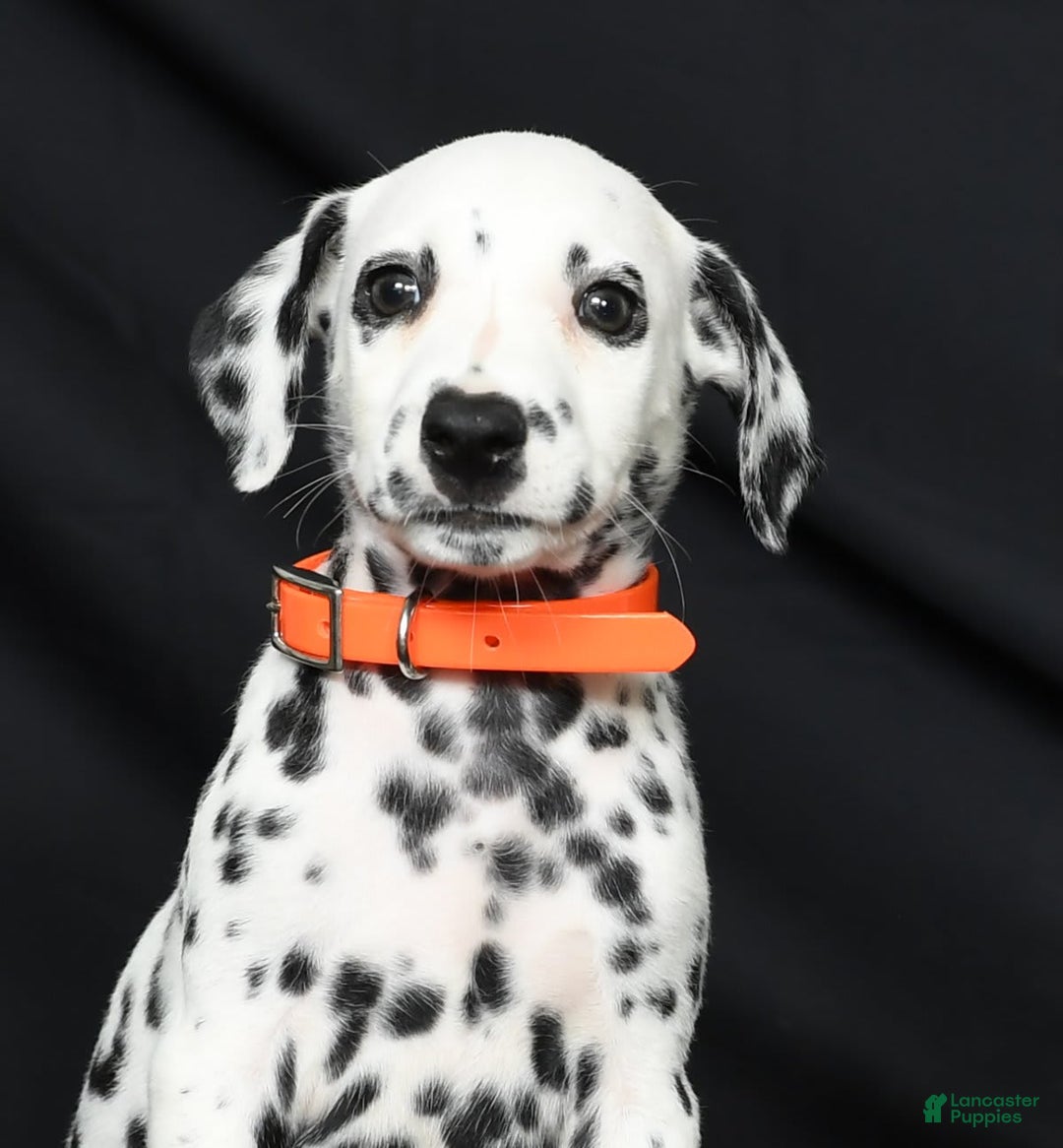 Dalmatian dogs for sale: Donna - Image 3
