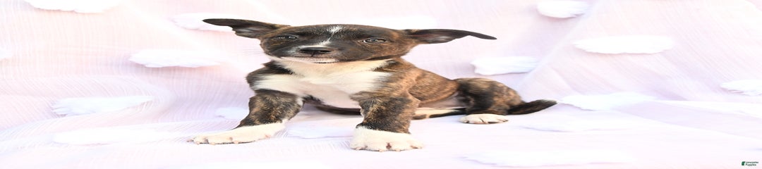 Bella