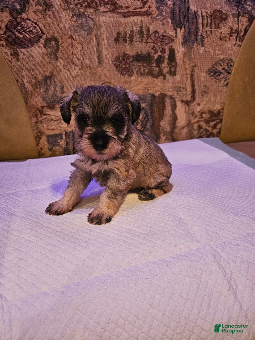 Miniature Schnauzer dogs for sale: Angel - Image 1