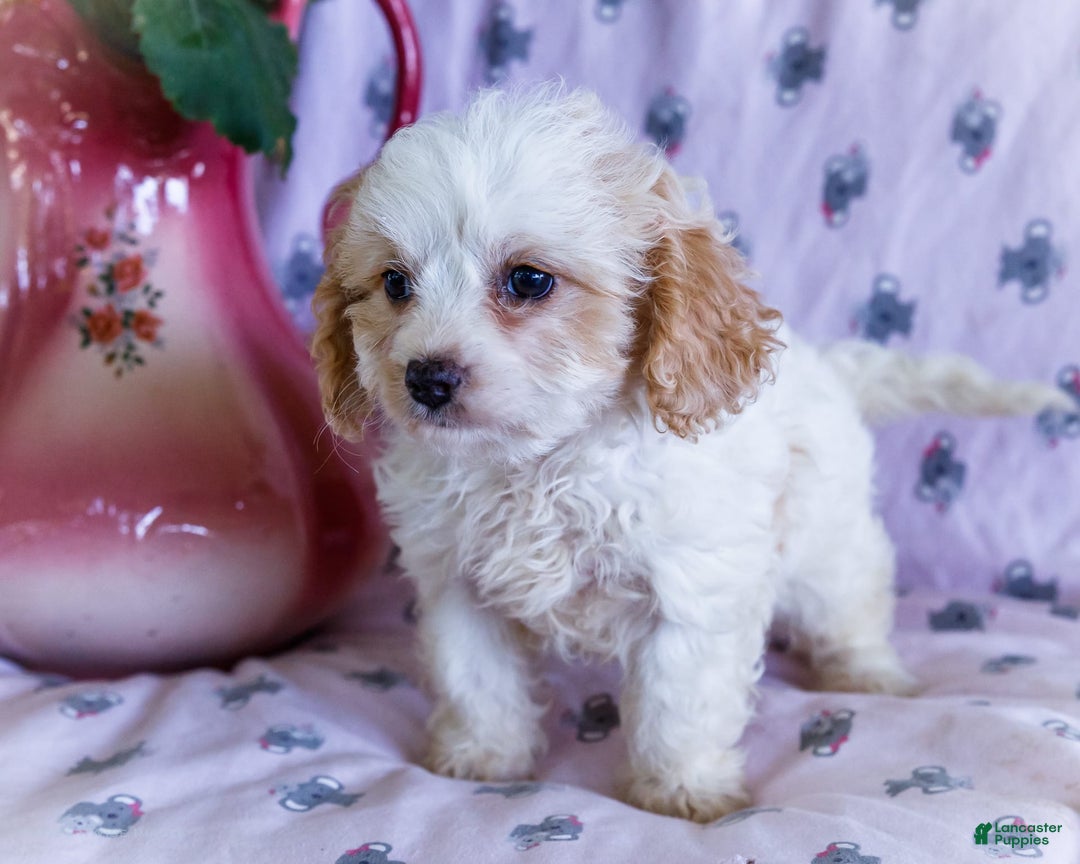 Cavalier King Charles Spaniel dogs for sale: Flurry - Image 5
