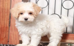 Maltipoo dogs for sale: Meadow - Image 3