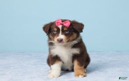 Australian Shepherd dogs for sale: Ellie - Image 1