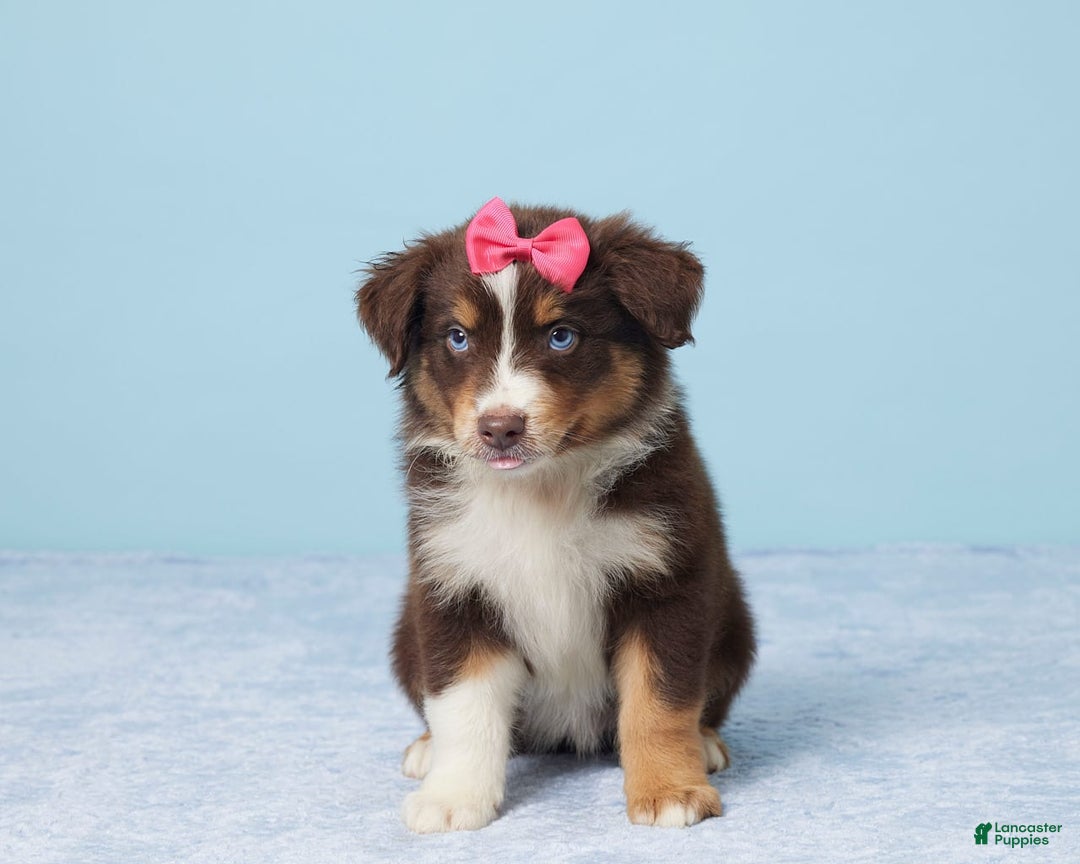 Australian Shepherd dogs for sale: Ellie - Image 1