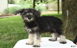 Miniature Schnauzer dogs for sale: Jett - Image 10