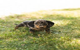 Miniature Dachshund dogs for sale: Macy - Image 3