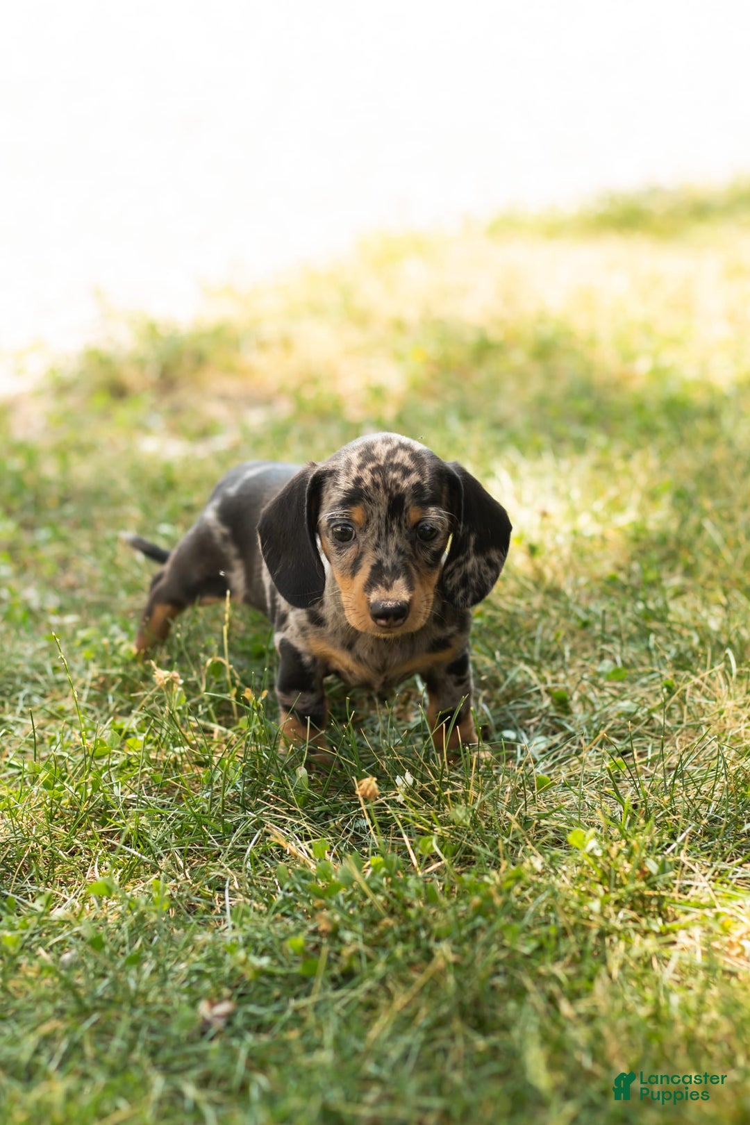 Miniature Dachshund dogs for sale: Macy - Image 3