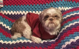 Shih Tzu dogs for sale: Roxie - Image 7