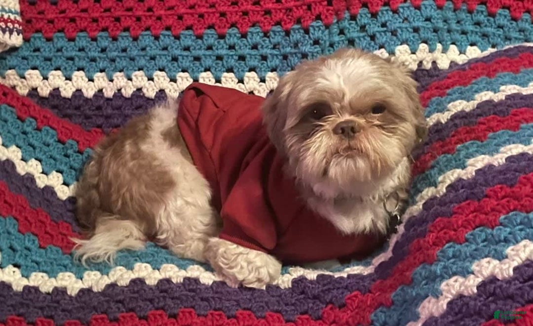 Shih Tzu dogs for sale: Roxie - Image 7
