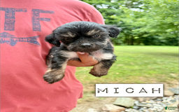 Chinese Crested dogs for sale: Micah - Image 1