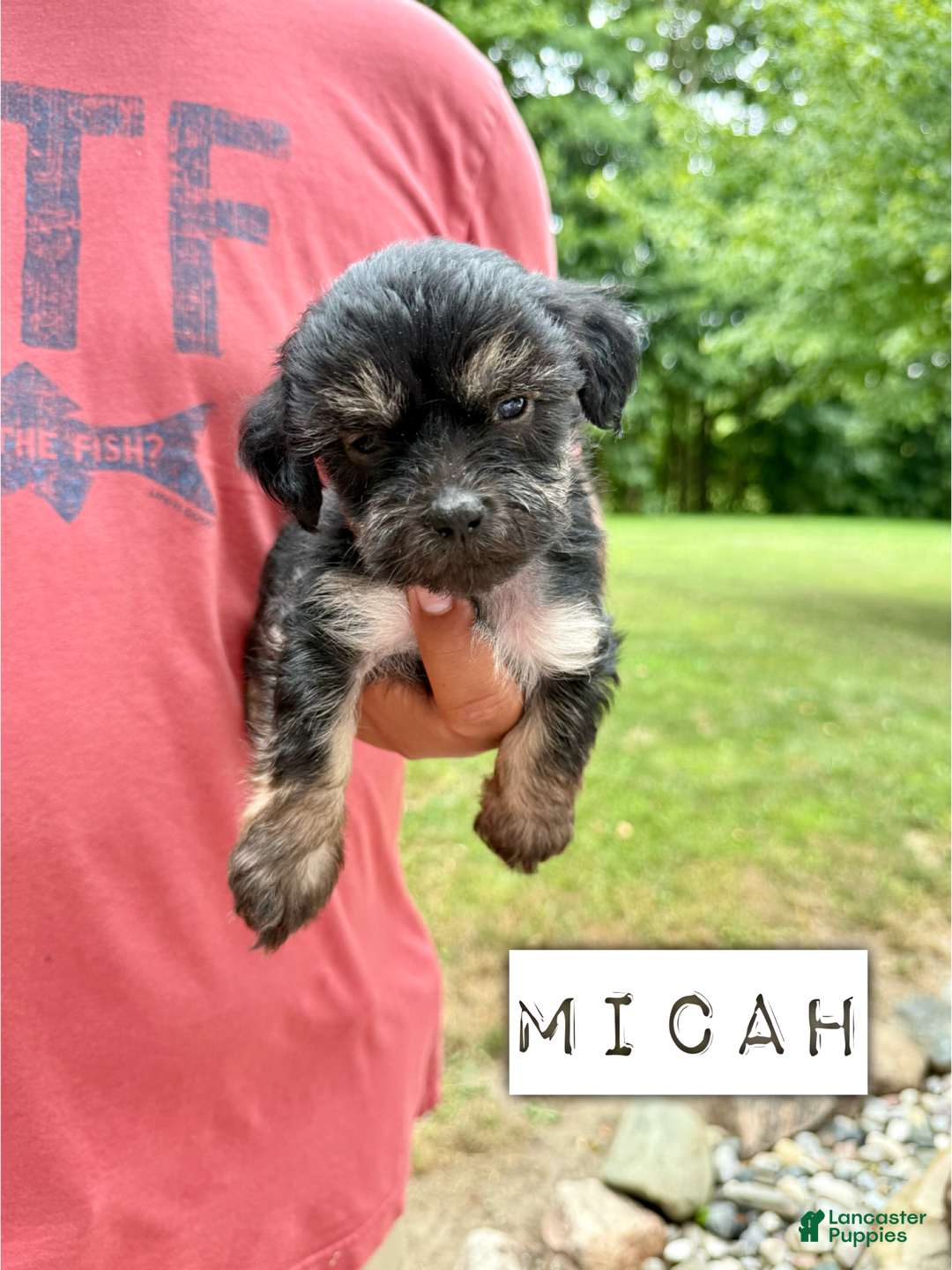 Chinese Crested dogs for sale: Micah - Image 1