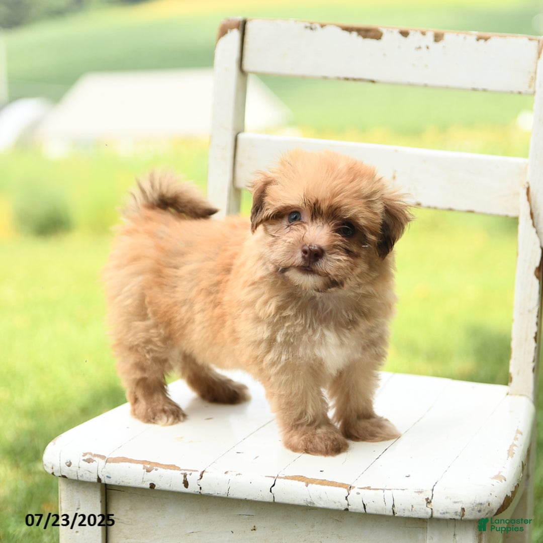 Havanese dogs for sale: Baxter - Image 4