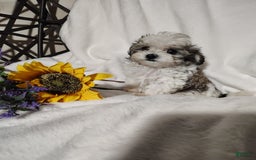 Maltipoo dogs for sale: Popeye - Image 8