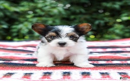 Yorkshire Terrier dogs for sale: Travis Teacup - Image 4