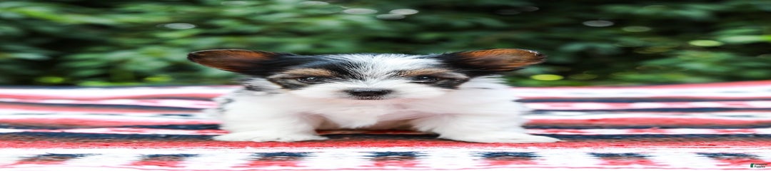 Travis Teacup