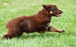 Australian Shepherd dogs for sale: CoCo - Image 8