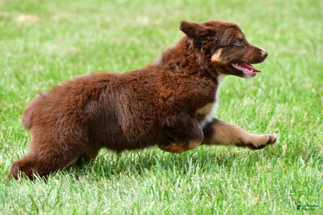 Australian Shepherd dogs for sale: CoCo - Image 8