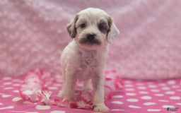 Cavapoo dogs for sale: Forky - Image 3
