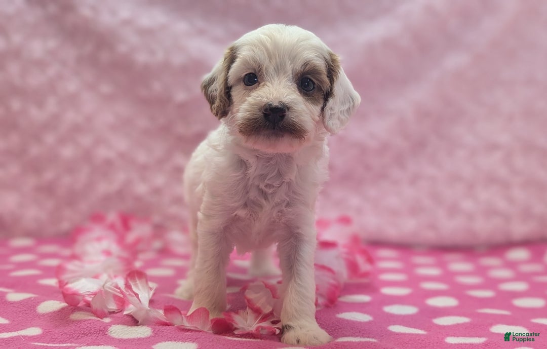 Cavapoo dogs for sale: Forky - Image 3