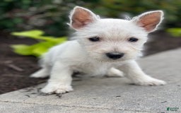 West Highland Terrier dogs for sale: Wyatt - Image 5