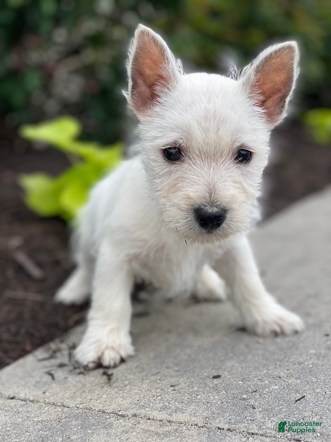 West Highland Terrier dogs for sale: Wyatt - Image 5
