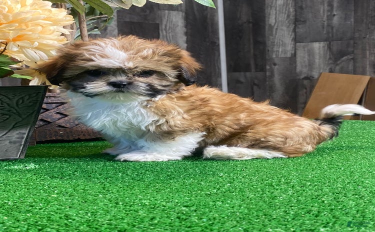 Shih Tzu dogs for sale - Ad 2