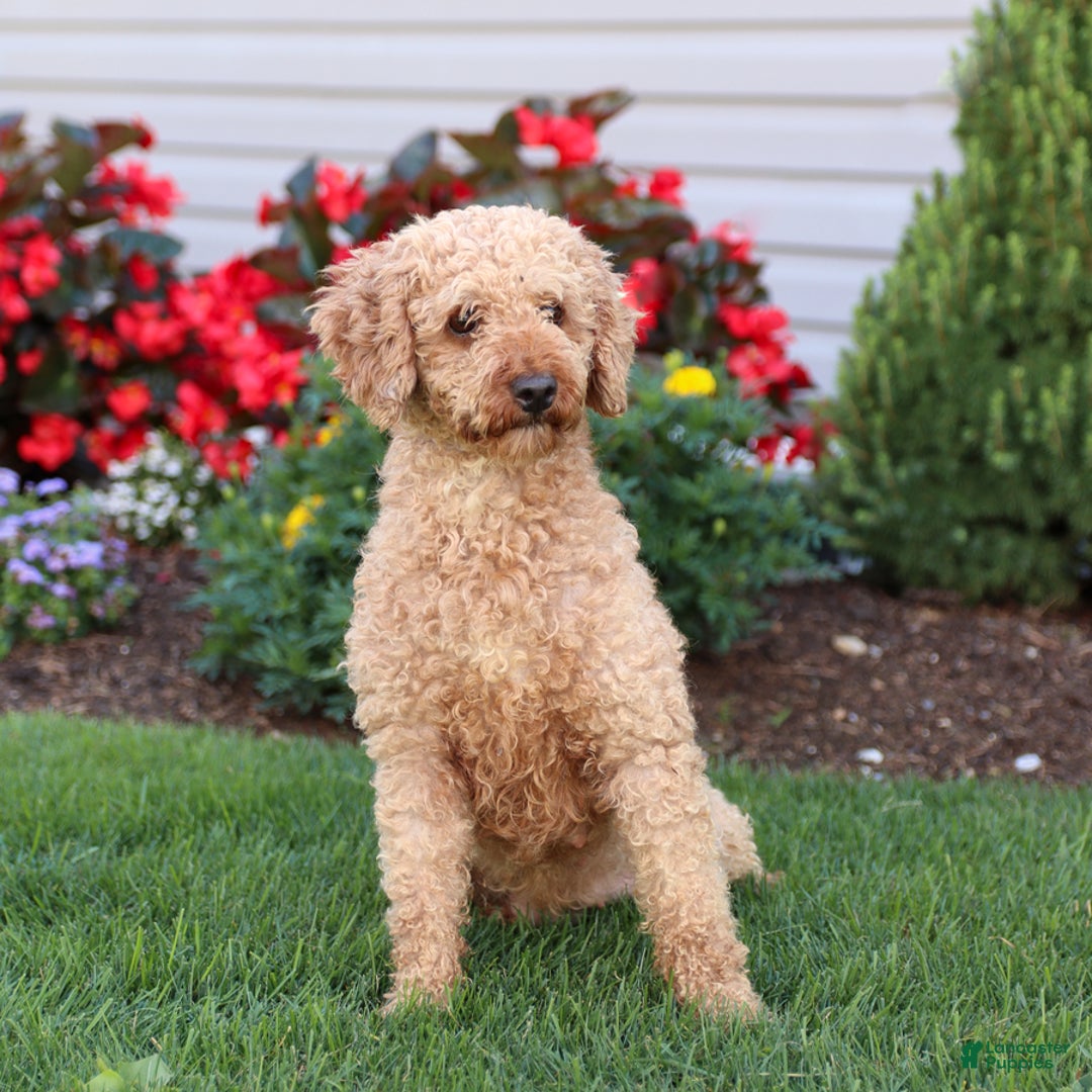 Mini Goldendoodle dogs for sale: Lacey - Image 16