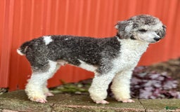 Mini Bernedoodle dogs for sale: Luke - Image 7