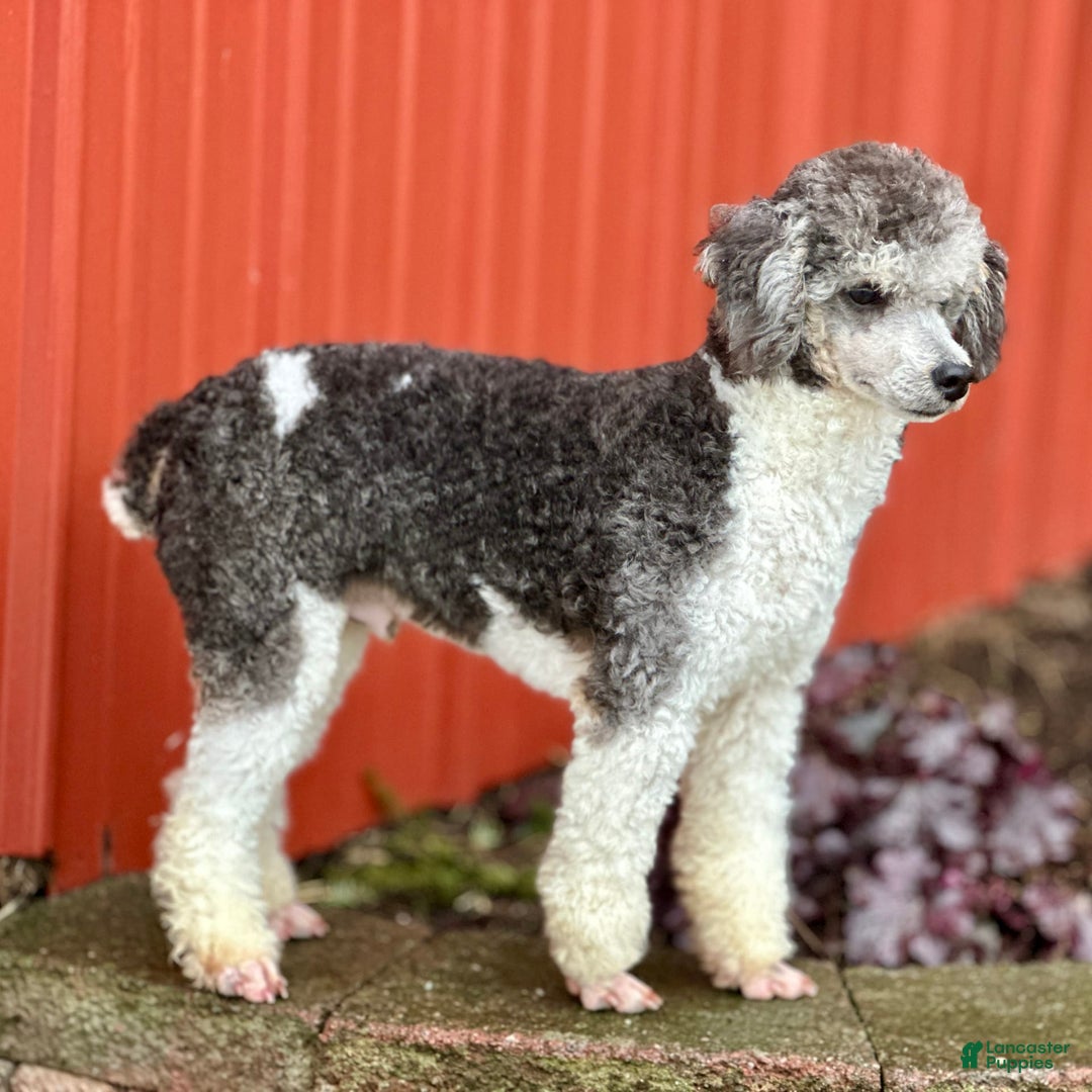 Mini Bernedoodle dogs for sale: Luke - Image 7