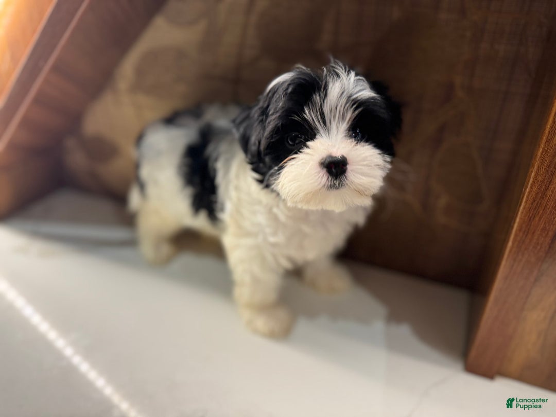 Morkie dogs for sale: Helen - Image 3