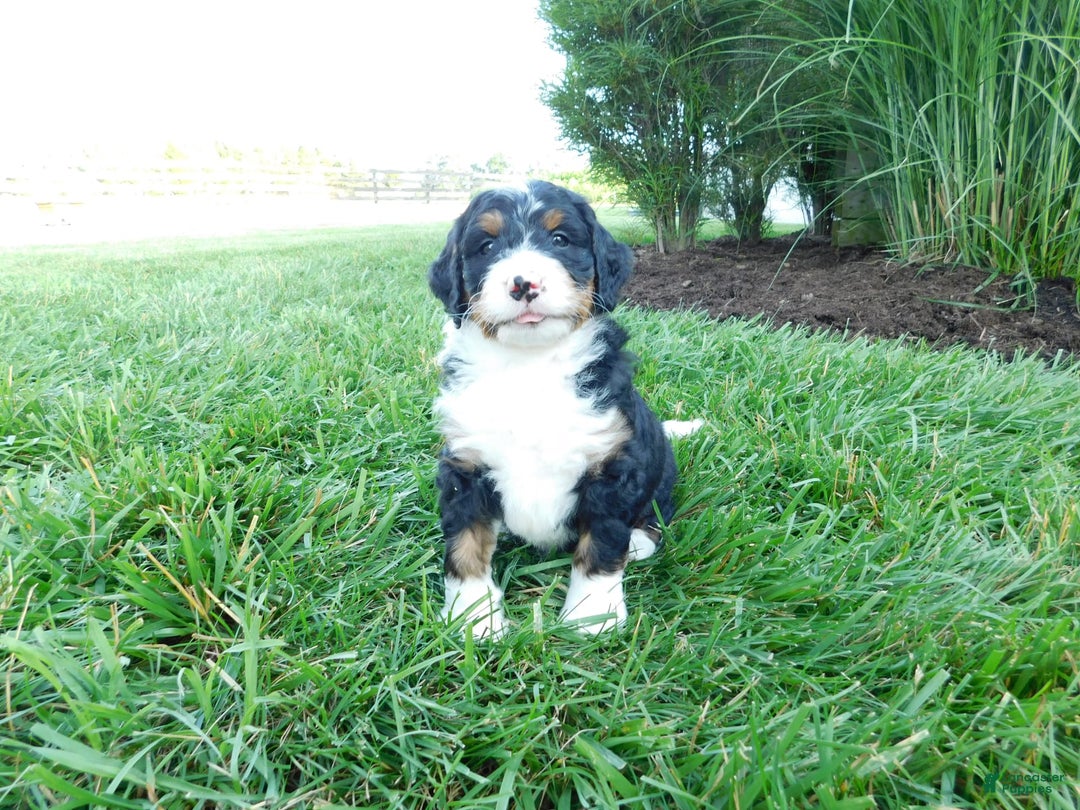 Mini Bernedoodle dogs for sale: Rio - Image 1
