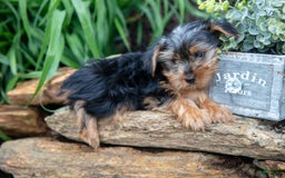 Yorkshire Terrier dogs for sale: Starsky - Image 3