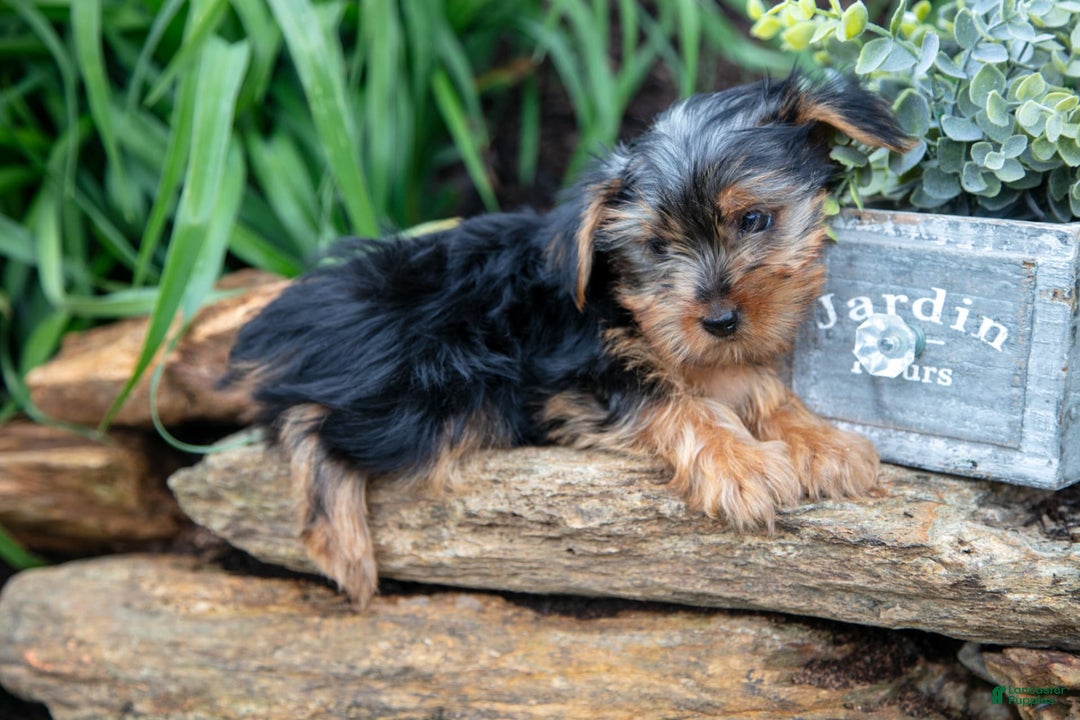 Yorkshire Terrier dogs for sale: Starsky - Image 3