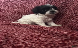 Teddy Bear dogs for sale: Princess - Image 1